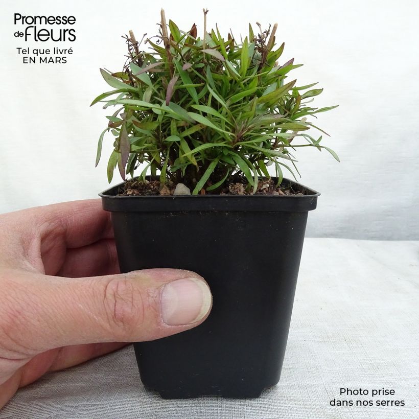 Coreopsis Citrine Maceta de 8/9 cm Ejemplar entregado en invierno