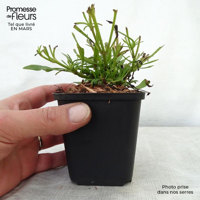 Coreopsis Cosmic Eye en godet de 9 cm Ejemplar entregado en la primavera