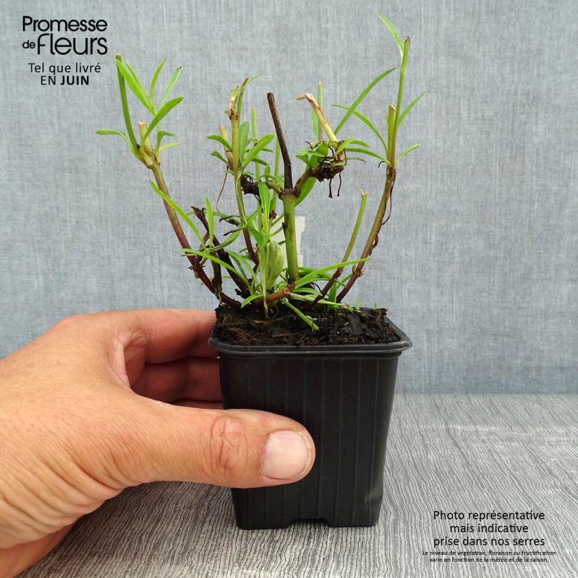 Ejemplar de Coreopsis Mercury Rising Godet de 8/9 cm entregado en verano