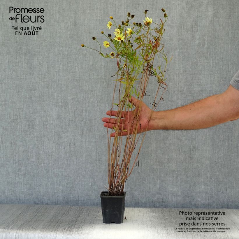 Ejemplar de Coreopsis Redshift Godet de 8/9 cm entregado en verano