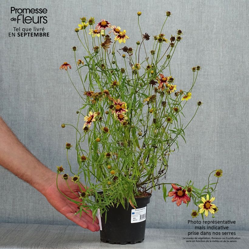 Ejemplar de Coreopsis Redshift Maceta 2L/3L entregado en verano