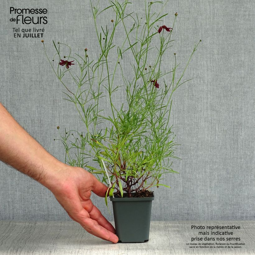 Ejemplar de Coreopsis verticilliata Ruby Red Maceta de 8/9 cm entregado en verano