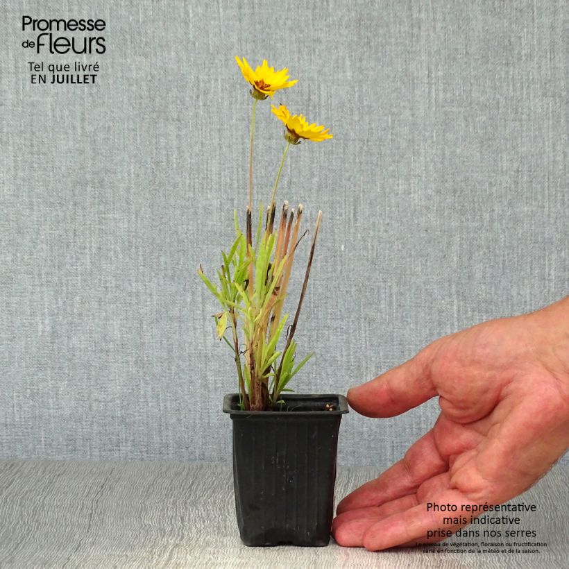 Ejemplar de Coreopsis alpinus Early Sunrise Godet de 7/8 cm entregado en verano