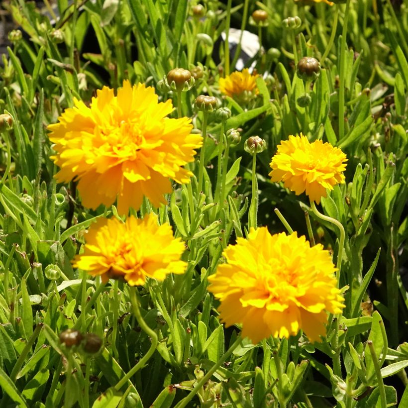 Coreopsis alpinus Early Sunrise (Floración)