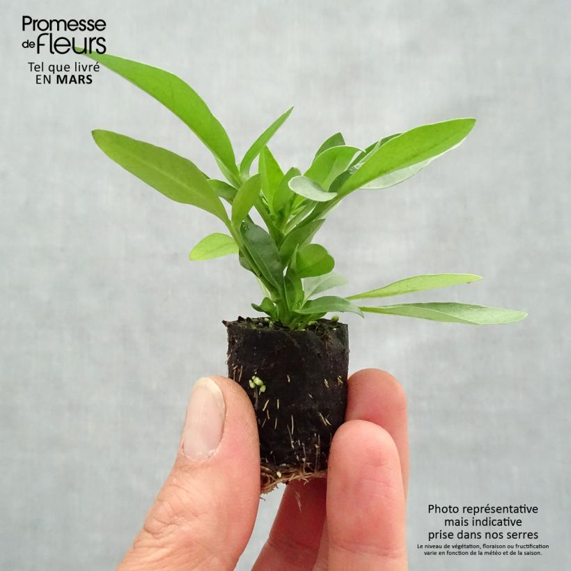 Coreopsis Sunstar Orange minicepellón: Ø 3/4 cm Ejemplar entregado en la primavera