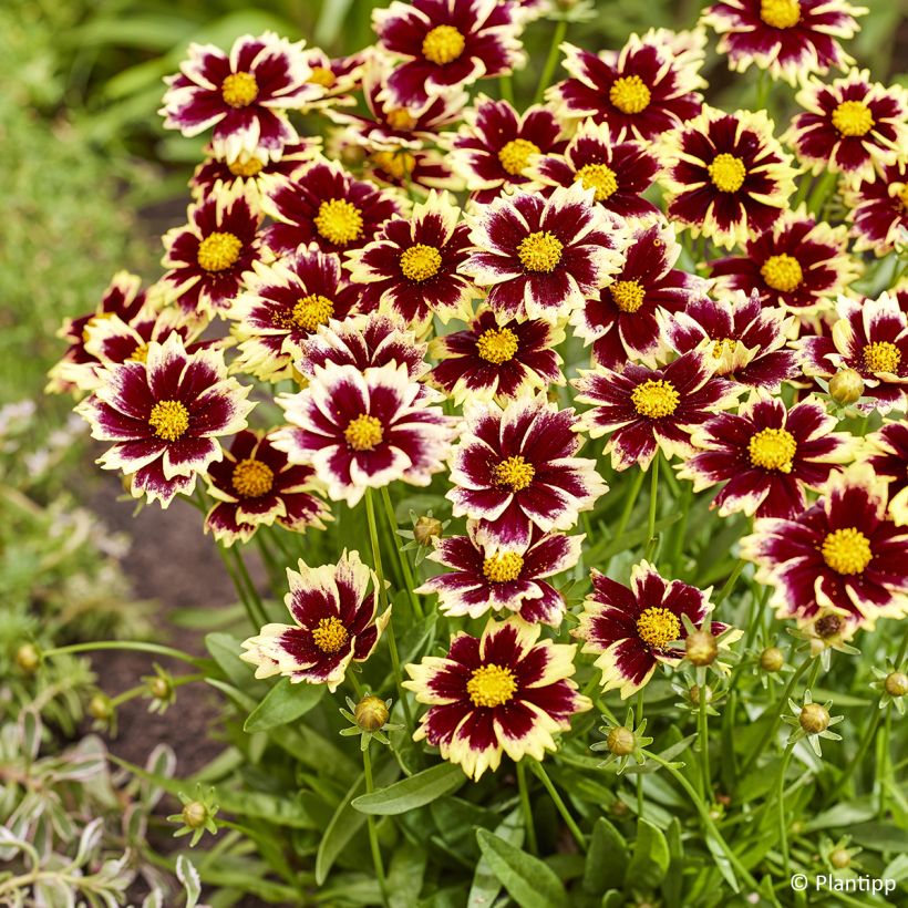 Coreopsis grandiflora Solar Fancy (Floración)