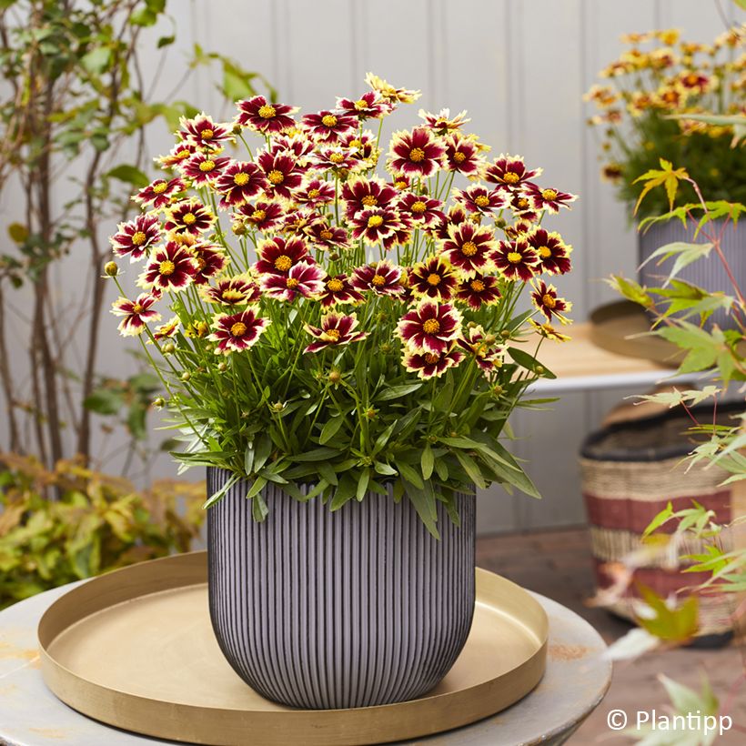Coreopsis grandiflora Solar Fancy (Porte)