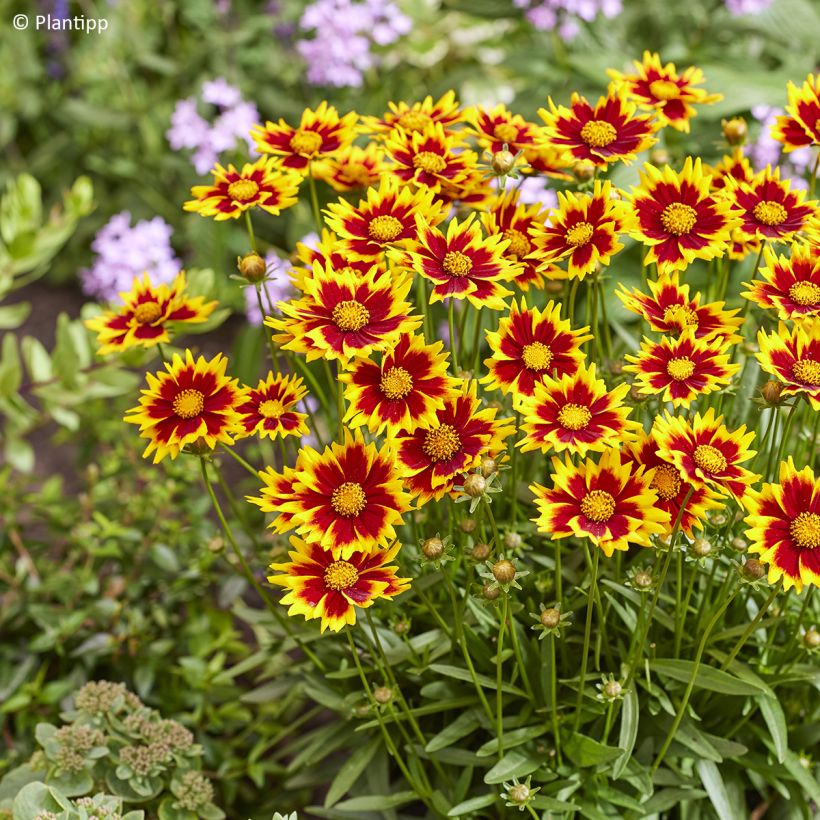 Coreopsis grandiflora Solar Jewel (Floración)