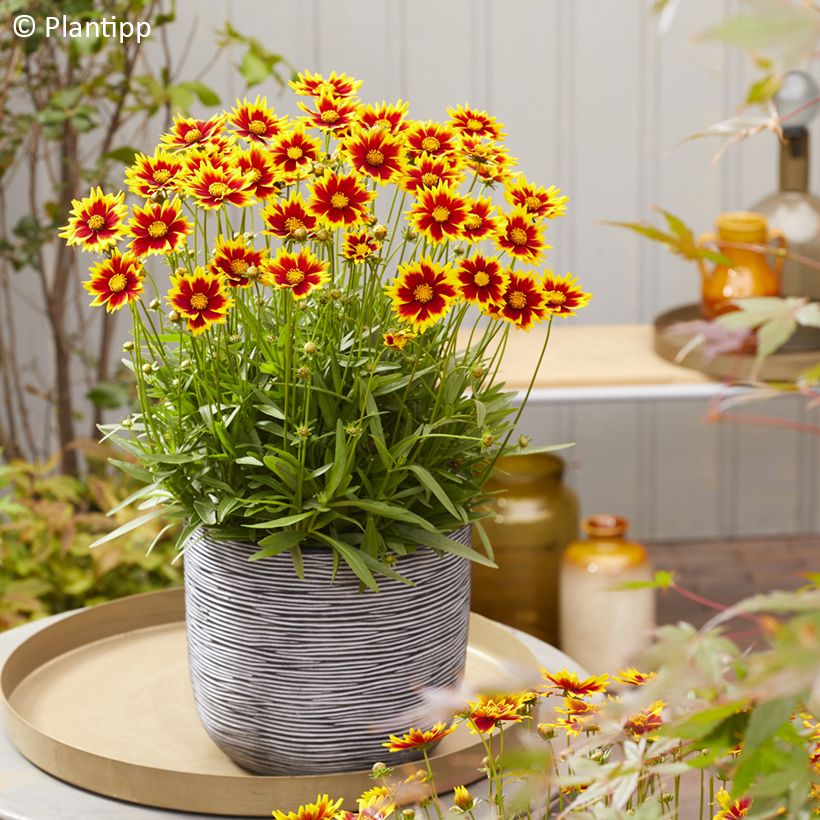 Coreopsis grandiflora Solar Jewel (Porte)