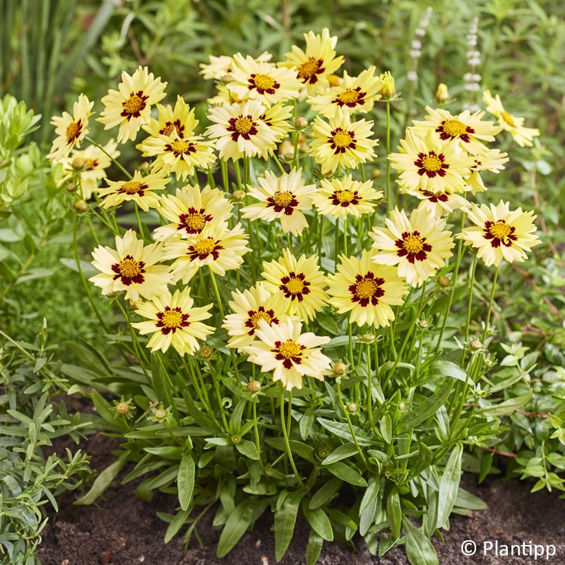 Coreopsis grandiflora Solar Moon (Floración)