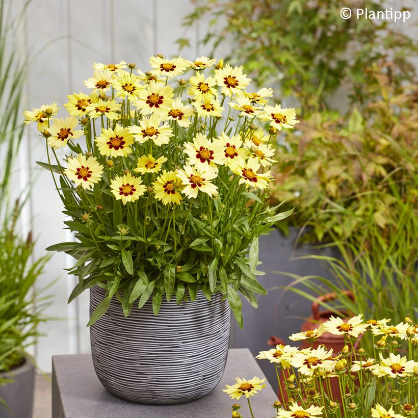 Coreopsis grandiflora Solar Moon (Porte)