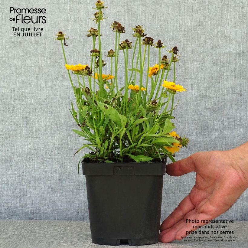 Ejemplar de Coreopsis grandiflora Sonnenkind Maceta 2L/3L entregado en verano