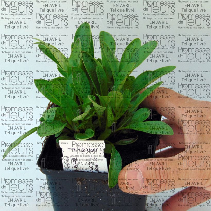 Ejemplo de ejemplar de Coreopsis lanceolata Goldfink - Coréopsis à feuilles lancéolées Godet de 9cm tal y como se entrega