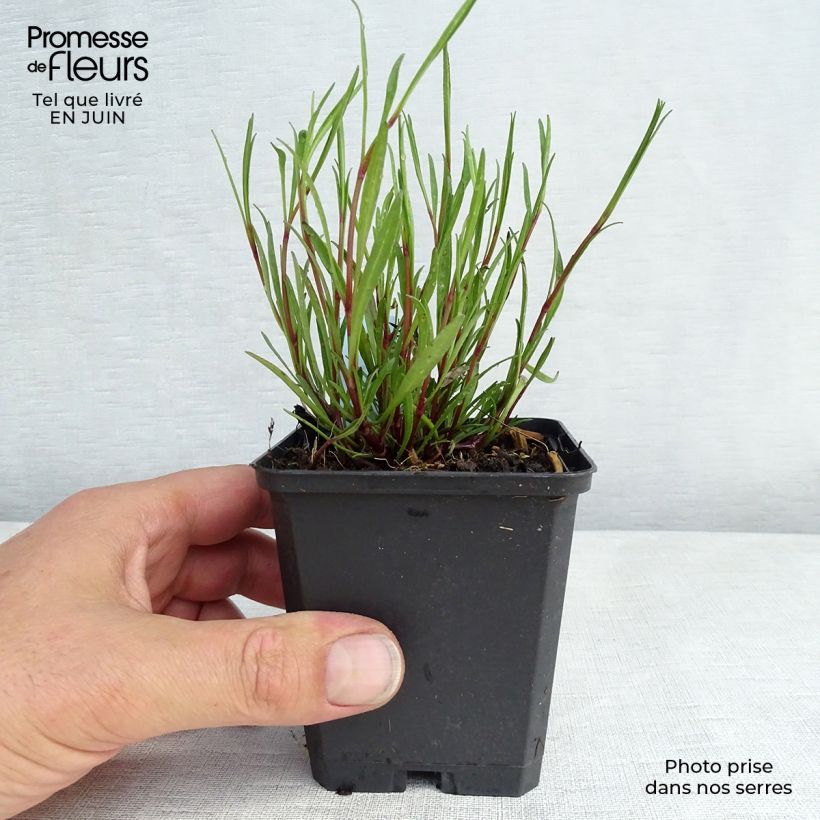 Ejemplar de Coreopsis rosea American Dream Maceta de 8/9 cm entregado en verano
