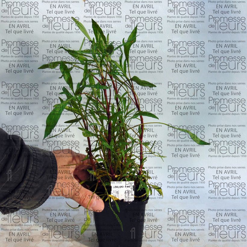 Ejemplo de ejemplar de Coreopsis rosea Heaven's Gate Godet de 9cm tal y como se entrega