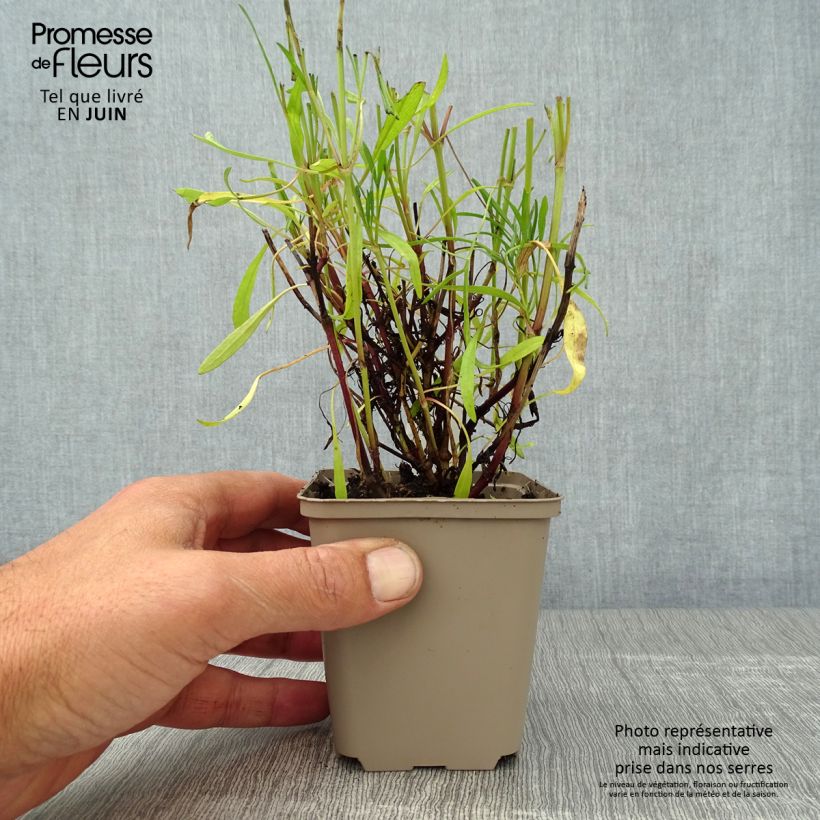 Ejemplar de Coreopsis rosea Sweet Dreams Godet de 9cm entregado en verano