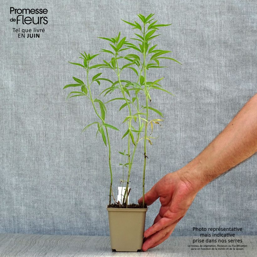 Ejemplar de Coreopsis tripteris - Grand coréopsis Godet de 9cm entregado en verano