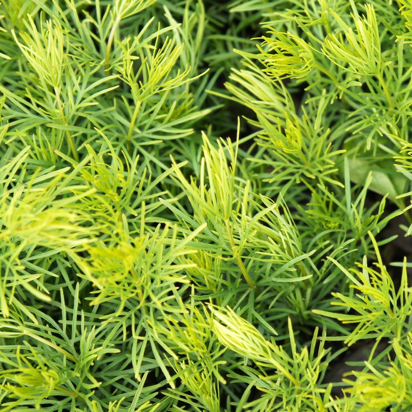 Coreopsis verticillata Sunbeam (Follaje)