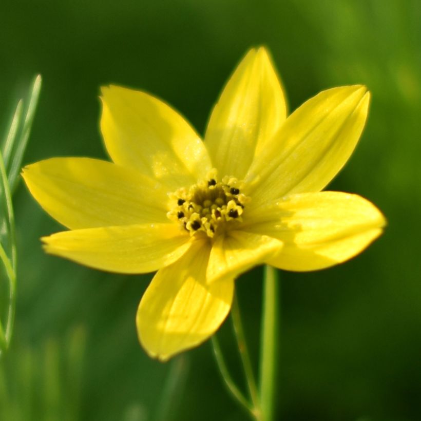 Coreopsis verticillata Sunbeam (Floración)