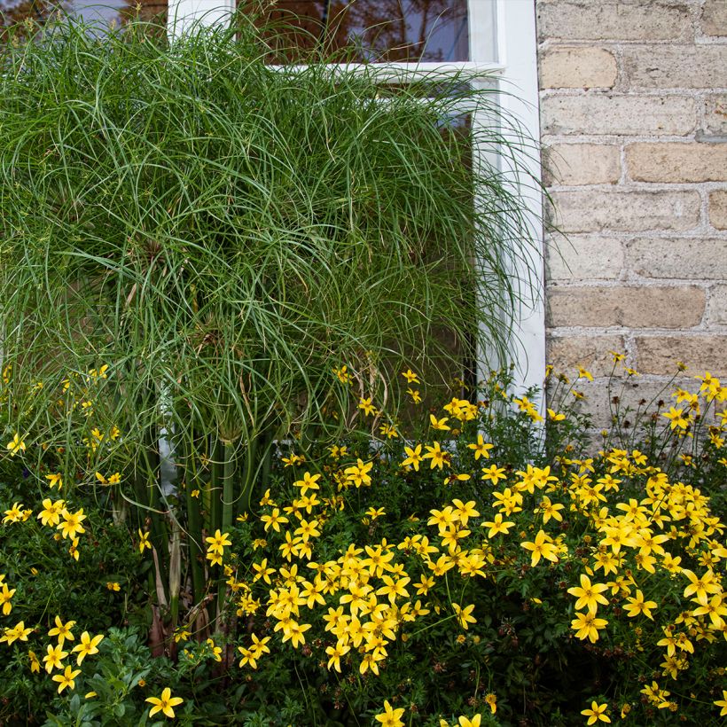 Coreopsis verticillata Sunbeam (Porte)