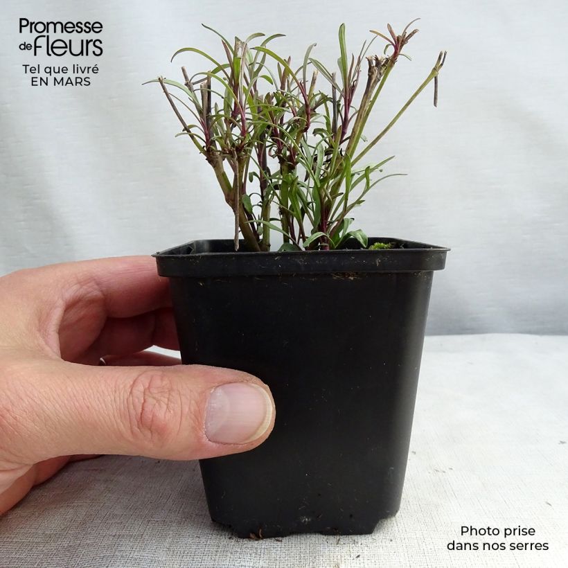 Coreopsis verticillata Bengal Tiger - Coréopsis verticillé Godet de 9cm Ejemplar entregado en la primavera