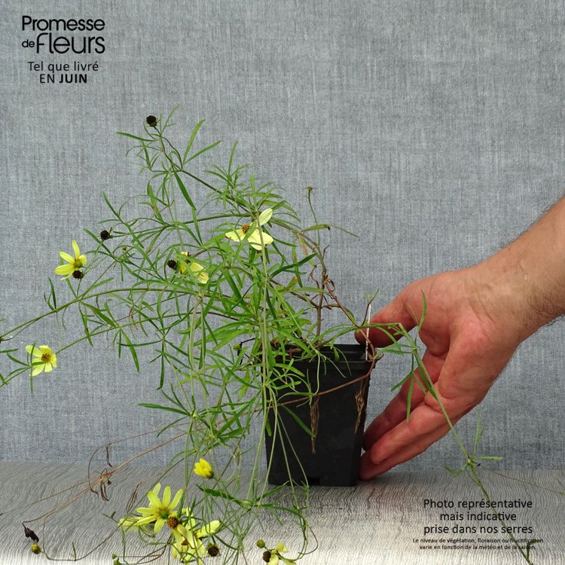 Ejemplar de Coreopsis verticillata Moonbeam (Clair de Lune) - Coréopsis verticillé Godet de 7/8 cm entregado en verano