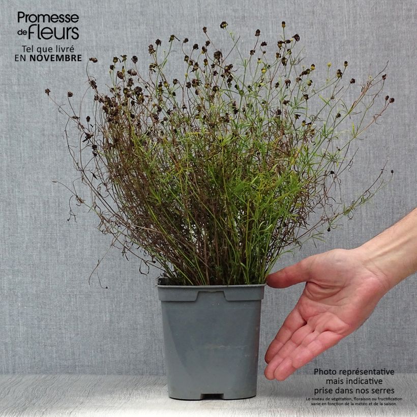 Ejemplar de Coreopsis verticillata Moonbeam Maceta 2L/3L entregado en otoño
