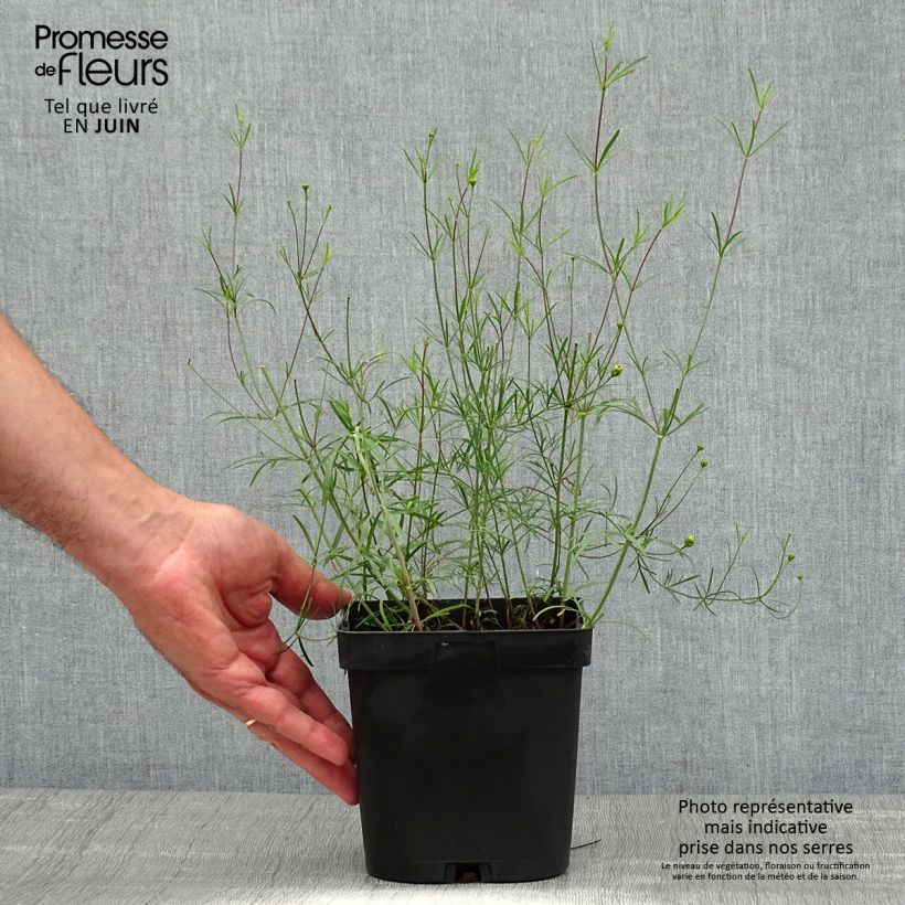 Ejemplar de Coreopsis verticillata Moonbeam (Clair de Lune) - Coréopsis verticillé Pot de 2L/3L entregado en verano