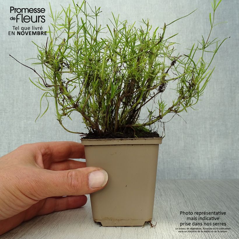 Ejemplar de Coreopsis verticillata Route 66 Maceta de 8/9 cm entregado en otoño