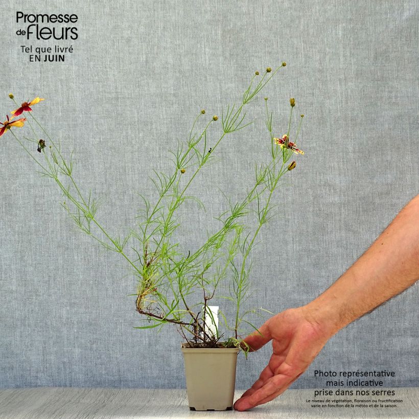Ejemplar de Coreopsis verticillata Route 66 Godet de 9cm entregado en verano