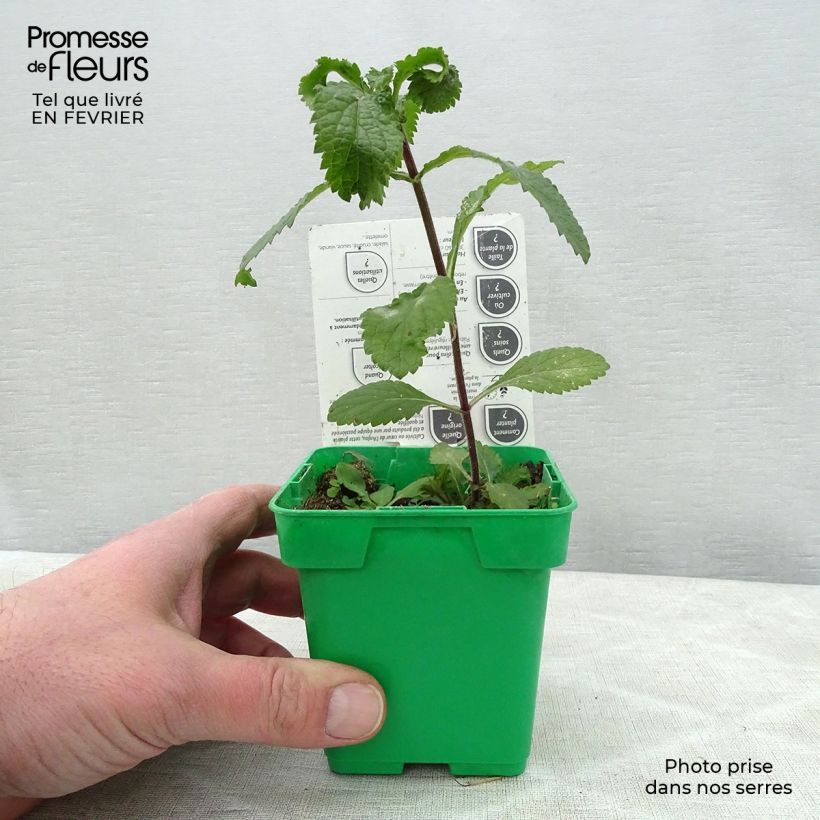 Cilantro (plantas) - Coriandrum sativum Maceta de 10 cm/11 cm Ejemplar entregado en invierno