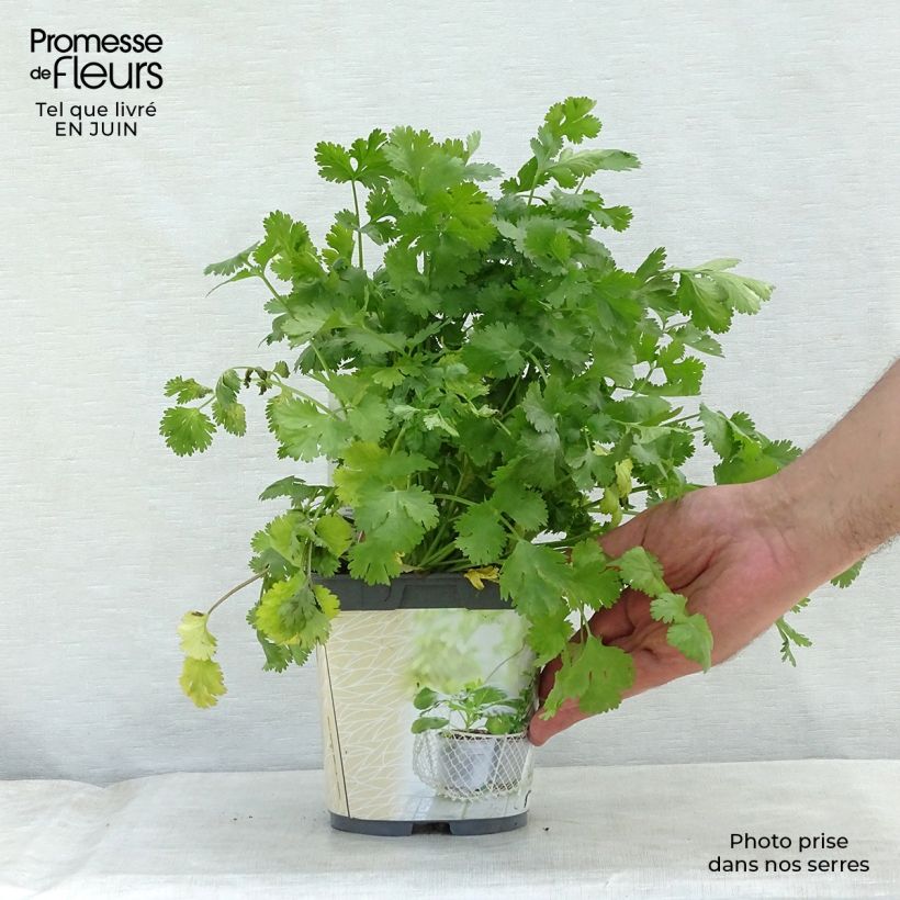 Ejemplar de Cilantro Bio (maceta) Maceta 1L/1,5L entregado en verano