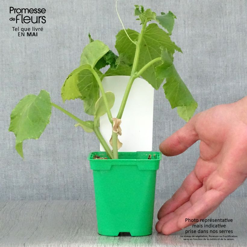 Pepinillo Szatmar F1 Maceta de 10 cm/11 cm Ejemplar entregado en la primavera