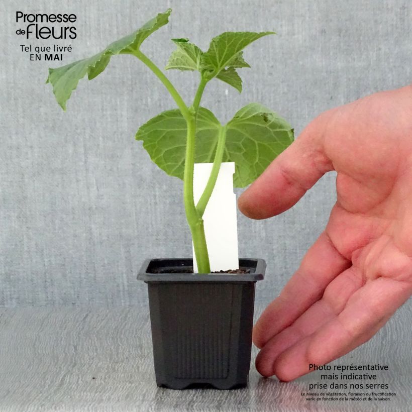 Pepinillo Vert Petit de Paris (plantas) Maceta de 7/8 cm Ejemplar entregado en la primavera