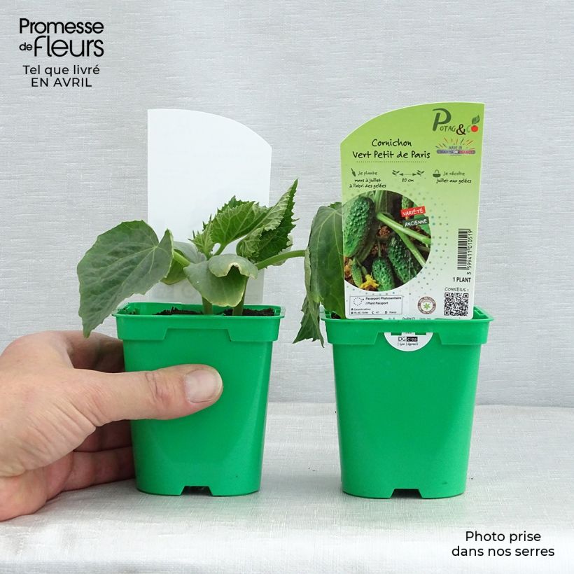 Pepinillo Vert Petit de Paris (plantas) Maceta de 10 cm/11 cm Ejemplar entregado en la primavera