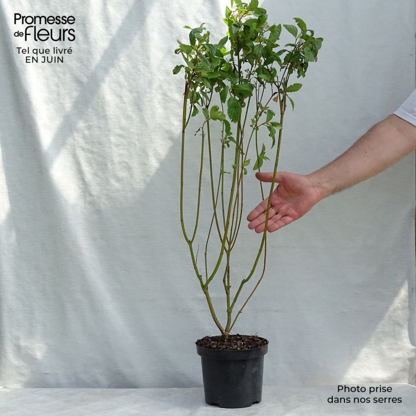 Ejemplar de Cornus alba - Cornouiller blanc Pot de 2L/3LHauteur livrée env. 80/90cm entregado en verano