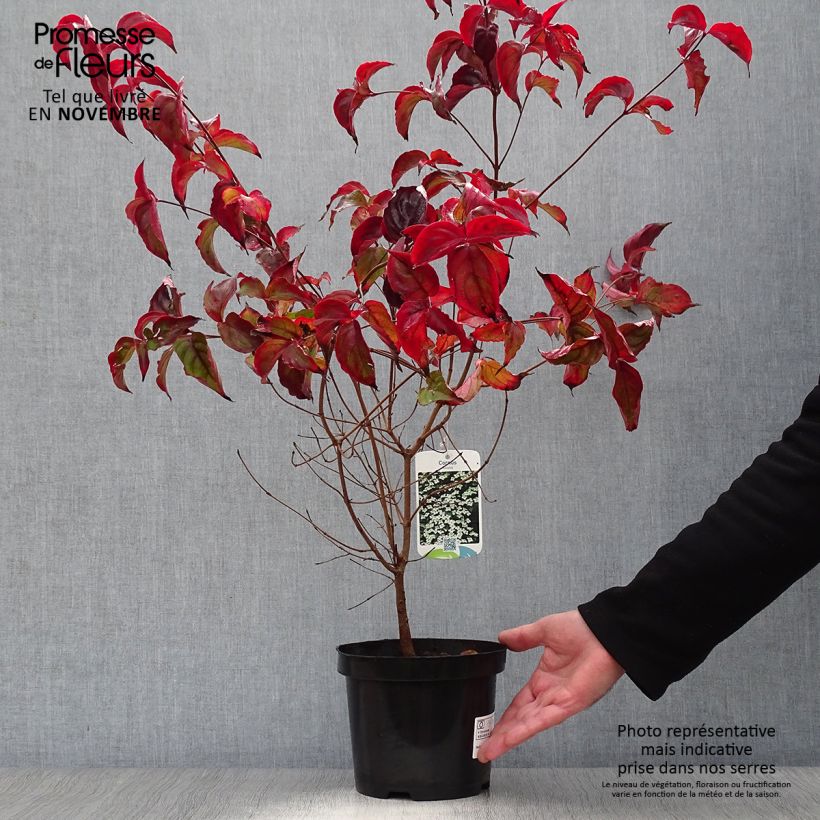 Ejemplar de Cornus kousa - Cornejo japonés Maceta 2L/3L entregado en otoño