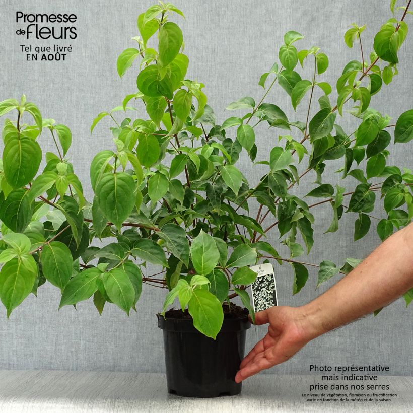Ejemplar de Cornus kousa - Cornejo japonés Maceta 2L/3LAltura de entrega aprox. 60/70cm entregado en verano