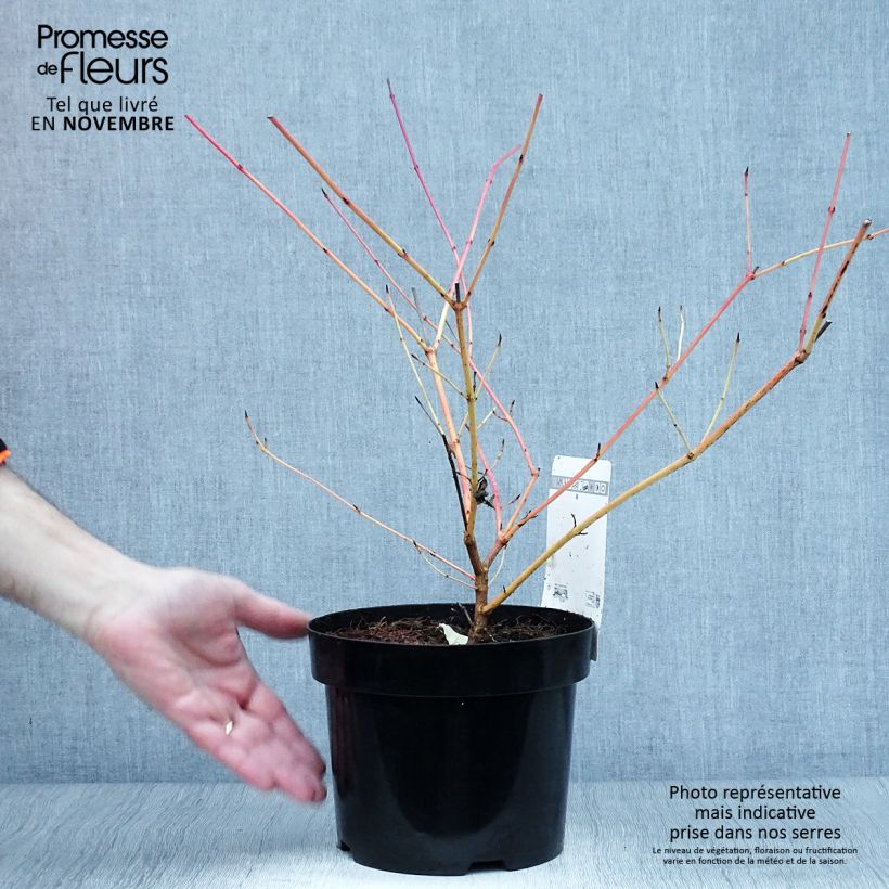 Ejemplar de Cornus sanguinea Anny's Winter Orange - Cornejo rojo Maceta 2L/3L entregado en otoño