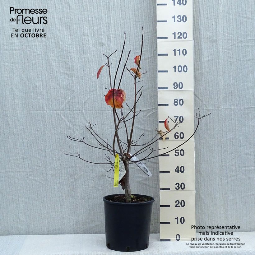 Ejemplar de Cornus nuttallii Ascona - Cornejo del Pacífico​ Maceta 12L/15L entregado en otoño