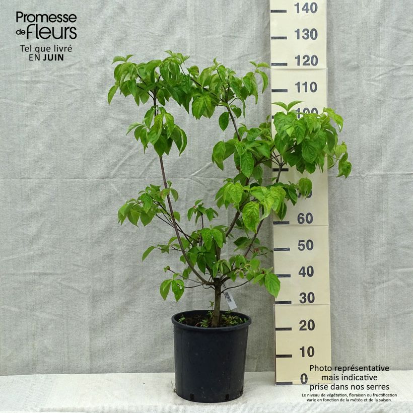 Cornus nuttallii Ascona - Cornejo del Pacífico​ Maceta 12L/15L Ejemplar entregado en la primavera