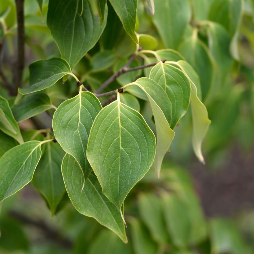 Cornus Eddie's White Wonder (Follaje)