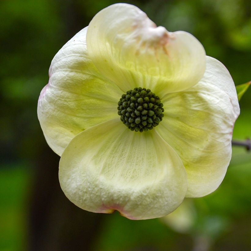 Cornus Eddie's White Wonder (Floración)