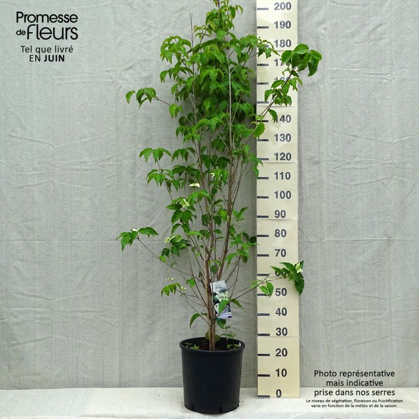 Cornus kousa Milky Way Maceta 18L/20LAltura de entrega aprox. 150/+cm Ejemplar entregado en la primavera
