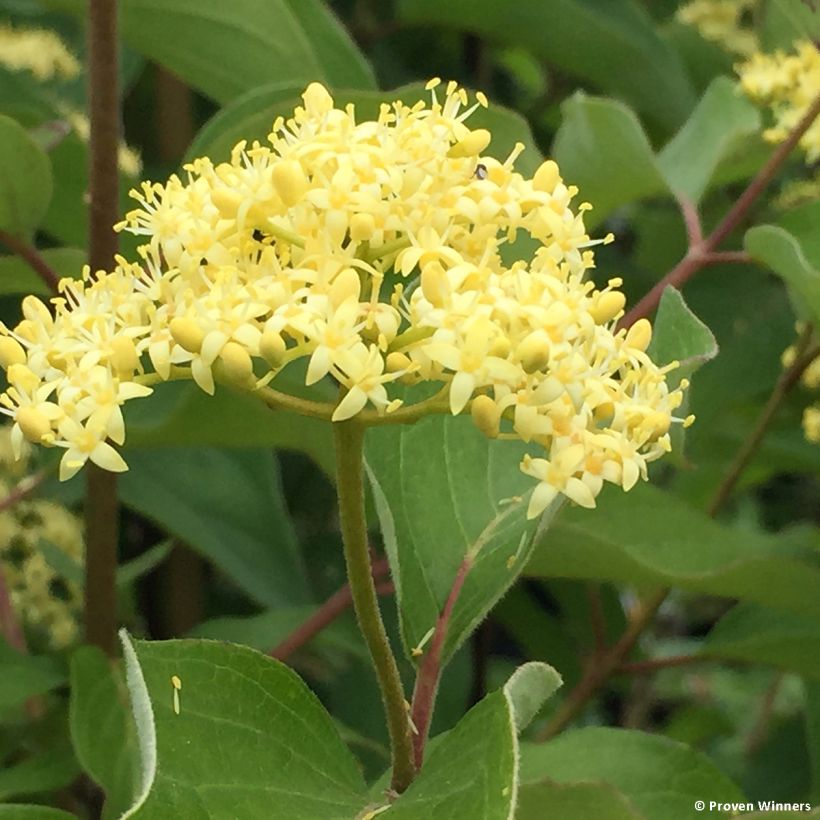 Cornus asperifolia var. drummondii Sunshiny Drops (Floración)