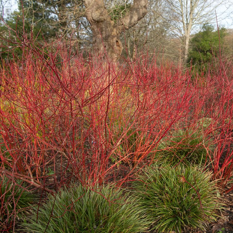 Cornus alba Baton Rouge (Porte)