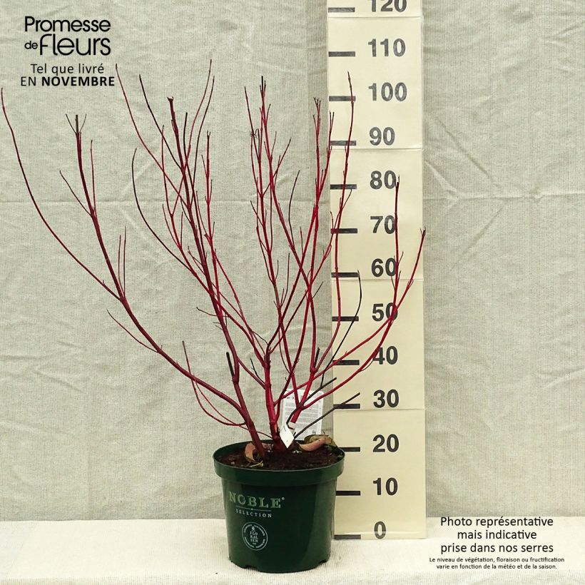 Ejemplar de Cornus alba Baton Rouge Maceta 4L/5L entregado en otoño