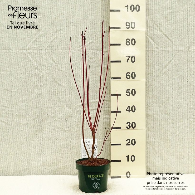 Ejemplar de Cornus alba Baton Rouge Maceta 2L/3L entregado en otoño