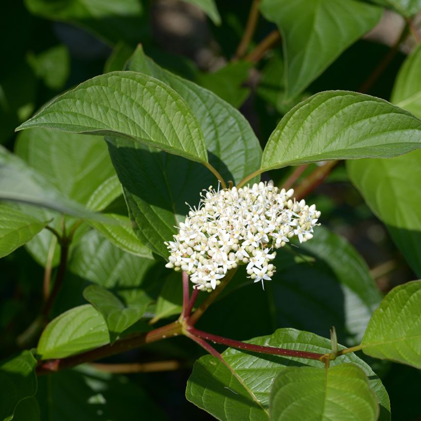 Cornus alba (Floración)