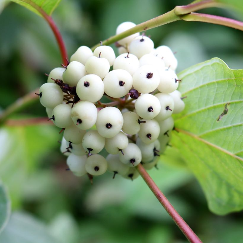 Cornus alba (Cosecha)